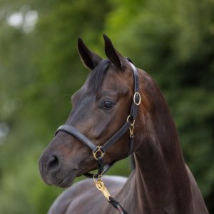 Licol Eco Cuir Marron