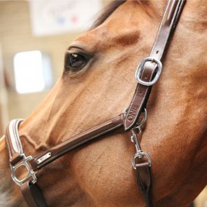 Licol de pansage One