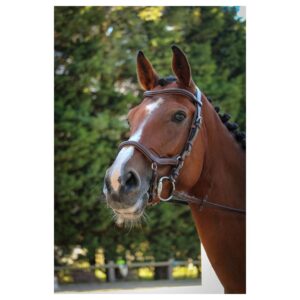 Bridon New York avec rênes Noisette  - JPI