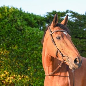 Bridon Liberty Noisette doublé Noir- JPI